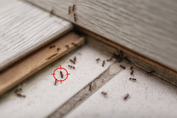 Reliable Haskell, TX Pest Control Solutions