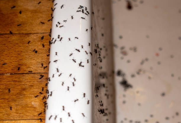 Best Spider Control Near Me  in Haskell, TX