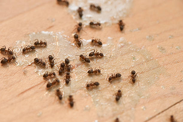 Best Pest Inspection Near Me  in Haskell, TX