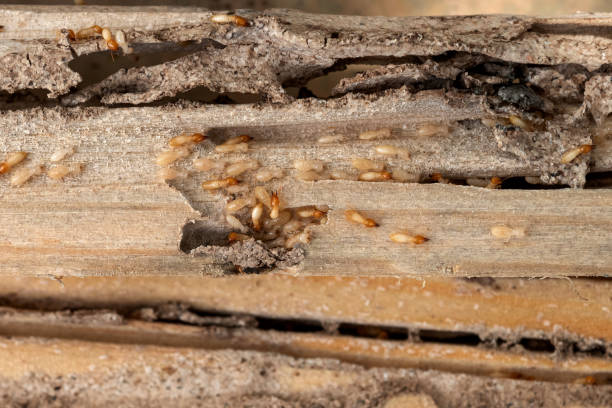 Best Rat Extermination Near Me  in Haskell, TX