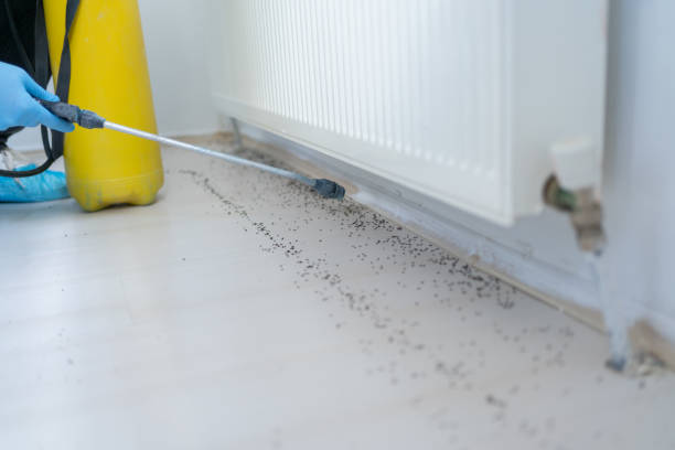 Wasp Removal Services in Haskell, TX